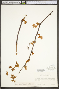 Vitis aestivalis var. bicolor image