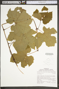 Vitis aestivalis var. bicolor image