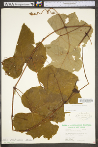 Vitis aestivalis var. bicolor image