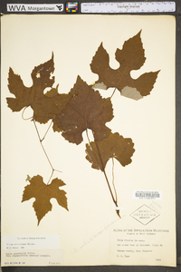 Vitis aestivalis var. bicolor image