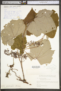 Vitis aestivalis var. bicolor image