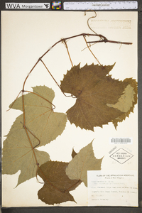 Vitis aestivalis var. bicolor image