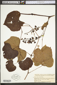 Vitis aestivalis var. bicolor image