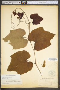 Vitis aestivalis var. bicolor image