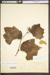 Vitis aestivalis var. bicolor image