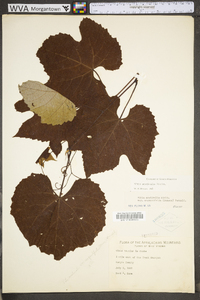 Vitis aestivalis var. bicolor image