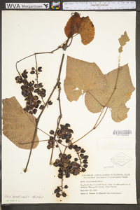 Vitis aestivalis var. bicolor image