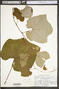 Vitis aestivalis var. bicolor image