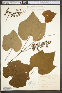 Vitis aestivalis var. bicolor image