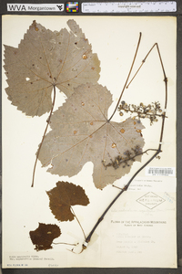 Vitis aestivalis var. bicolor image