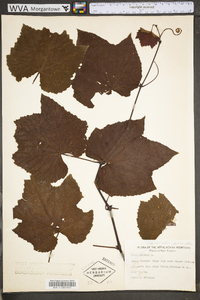 Vitis aestivalis var. bicolor image