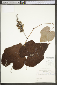 Vitis aestivalis var. bicolor image