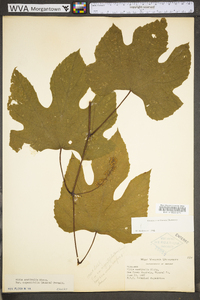 Vitis aestivalis var. bicolor image