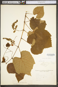 Vitis aestivalis var. bicolor image