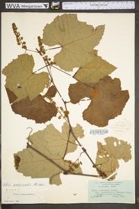 Vitis aestivalis var. bicolor image