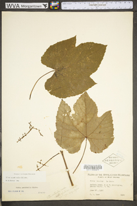 Vitis aestivalis var. bicolor image