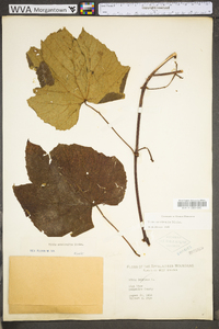 Vitis aestivalis var. bicolor image