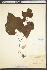 Vitis aestivalis var. bicolor image