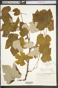 Vitis aestivalis var. bicolor image