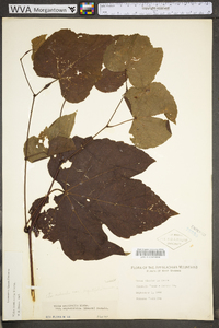 Vitis aestivalis var. bicolor image