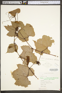 Vitis aestivalis var. bicolor image