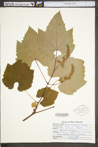 Vitis aestivalis var. bicolor image