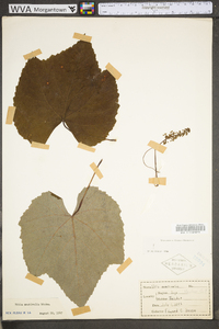 Vitis aestivalis var. bicolor image
