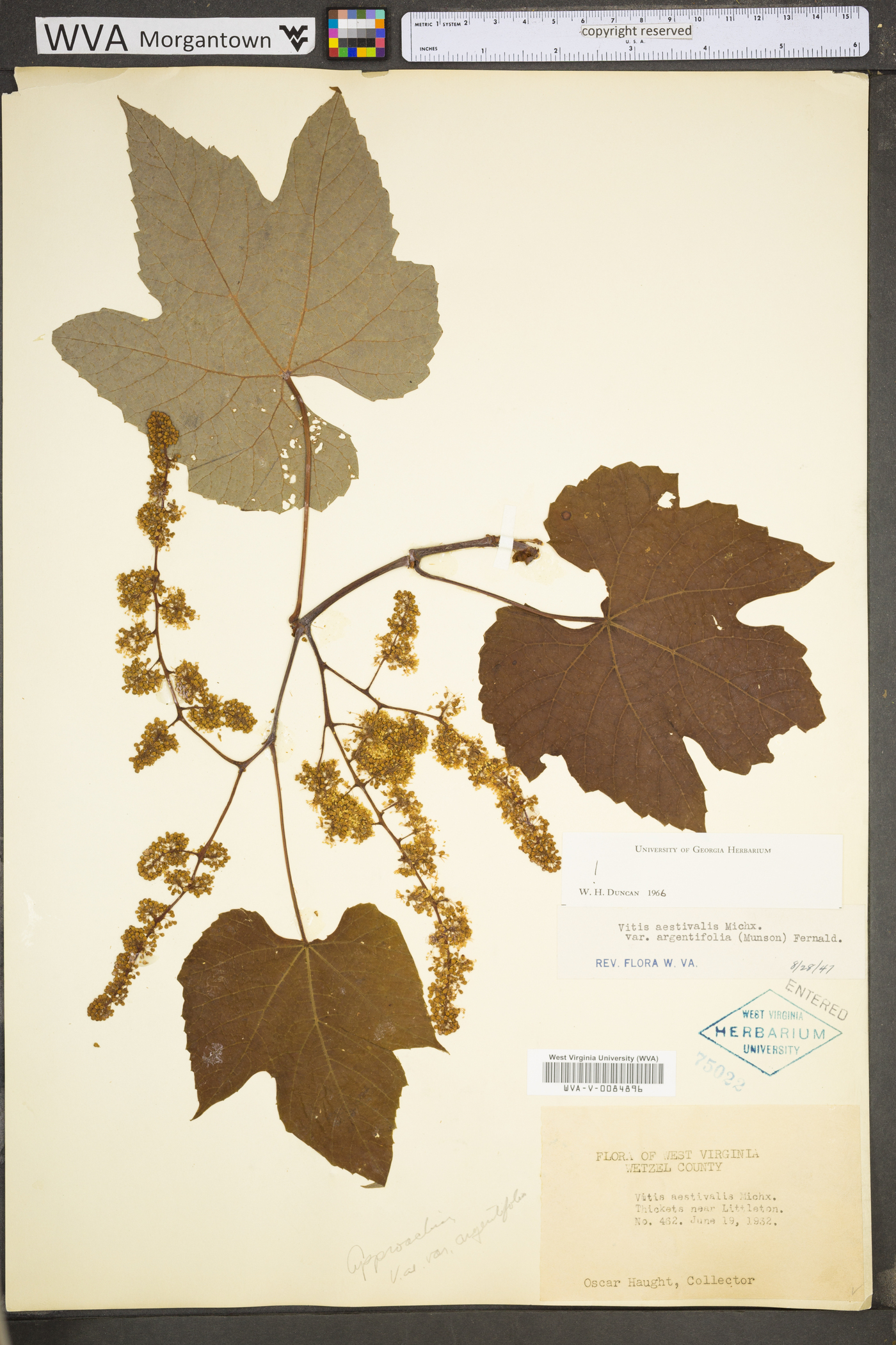 Vitis aestivalis var. bicolor image