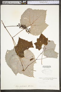 Vitis aestivalis var. bicolor image