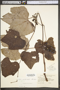 Vitis aestivalis var. bicolor image