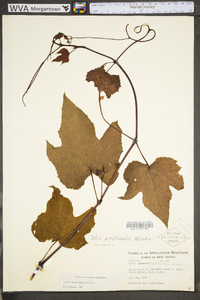 Vitis aestivalis var. bicolor image