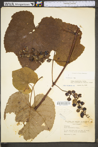 Vitis aestivalis var. bicolor image