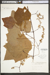 Vitis cinerea var. baileyana image