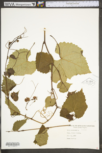 Vitis labrusca image