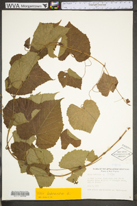 Vitis labrusca image