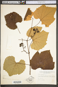 Vitis labrusca image