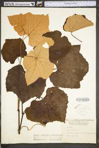 Vitis labrusca image