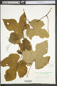 Vitis labrusca image