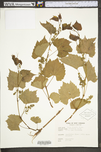 Vitis riparia image