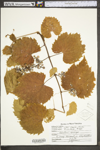 Vitis riparia image