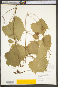 Vitis riparia image