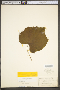 Vitis riparia image