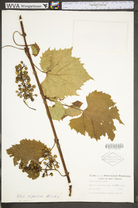 Vitis riparia image