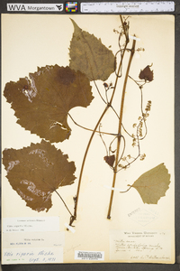 Vitis riparia image