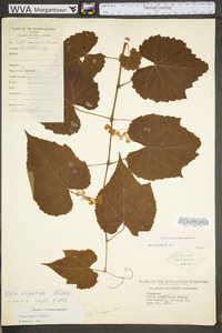 Vitis riparia image