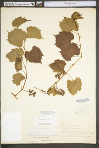 Vitis riparia image