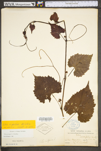 Vitis riparia image