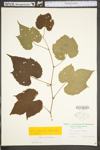 Vitis riparia image