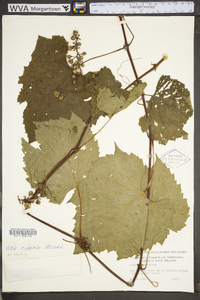 Vitis riparia image