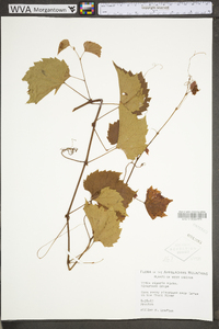 Vitis riparia image